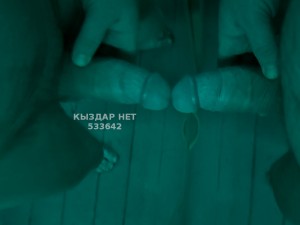 Жиголо Павлодара Парень№533642 Кунимен Фотография №3992328